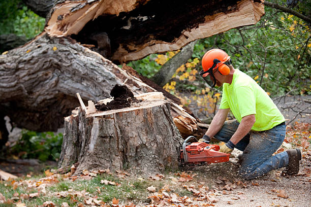 Best Affordable Tree Cutting  in Richfield, UT